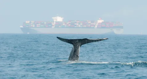 Whale tale in front of cargo ship
